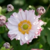 Zawilec mieszańcowy Garden Breeze Pink Touch