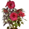 Hibiskus bagienny Summerific® ‘Holy Grail’ – gigantyczne, czerwone kwiaty