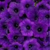 Supertunia Mini Vista® Ultramarine – sadzonka