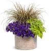 Supertunia Mini Vista® Ultramarine – petunia kaskadowa