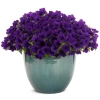 Supertunia Mini Vista® Ultramarine – petunia kaskadowa, sadzonka