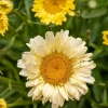 Złocień wielki Sweet Daisy™ Izabel – Leucanthemum, sadzonka