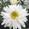 Złocień ogrodowy ‘Sweet Daisy™ Rebecca’ – sadzonka