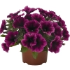 Petunia 'Sweetunia Purple Gem' – sadzonka