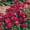 Stokrotka Bellis Tasso Deep Rose – pełne, różowe kwiaty
