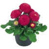 Stokrotka Bellis Tasso Deep Rose – sadzonka w doniczce