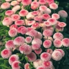 Stokrotka Bellis Tasso Strawberries Cream - kwitnąca