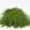 Macierzanka kaskadowa Longicaulis – Thymus longicaulis, bylina okrywowa