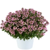Scaevola aemula 'Touch Baby Pink' – scewola różowa, sadzonka
