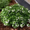 Scaevola aemula 'White Touch™' – scewola biała, sadzonka