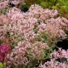 Rozchodnik kaukaski 'Tricolor' – Sedum, Phedimus