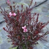 Gaura ‘Tutti Frutti’ –  bylina o różowych kwiatach sadzonka