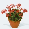 Pelargonia 'Vancouver Centennial' – ozdobne liście, sadzonka