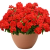 Verbena Vanessa™ 'Compact Hot Red' – werbena czerwona, sadzonka