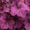 Żurawka Wild Rose – Heuchera, sadzonka w doniczce