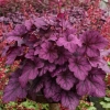 Żurawka Wild Rose – Heuchera, sadzonka
