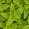 Ipomoea batatas 'Yellow' – wilec ziemniaczany mocno zwisający, sadzonka