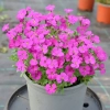 Żagwin ogrodowy Rock On Pink – Aubrieta, sadzonka
