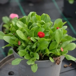 Bellis Stokrotka Tasso Red– intensywnie czerwone, pełne kwiaty