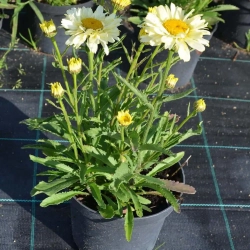 Złocień wielki Sweet Daisy™ Izabel – Leucanthemum