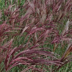 Miskant 'Red Chief' – strzelisty pokrój
