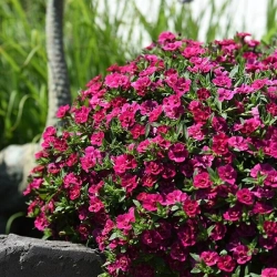 Calibrachoa Aloha 'Double Purple' - milion dzwonków sadzonka