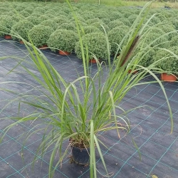 Rozplenica 'Black Beauty' Rozplenica 'Black Beauty'