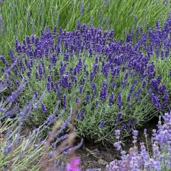 Lawenda 'Hidcote Blue'-zwarty pokrój w ogrodzie