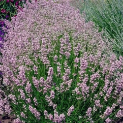 Lawenda wąskolistna 'Rosea' – mrozoodporna lawenda