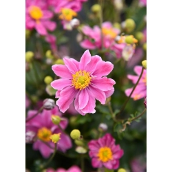 Zawilec hupeheński 'Little Breeze Sweet' – Anemone