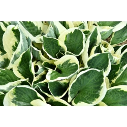 Funkia Minute Man – hosta sadzonka