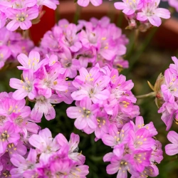 Zawciąg jałowcolistny New Zealand Form – Armeria