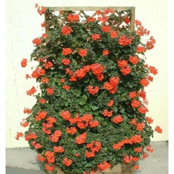 Pelargonia pnąca 'Antik Orange'