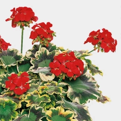 Pelargonia rabatowa ‘Mrs Pollock’ – trójbarwne liście