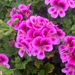 Pelargonia pachnąca Angels 'Perfume® Lavender' – lawendowe kwiaty