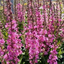 Krwawnica Pink Blush – różowe kwiatostany sadzonka