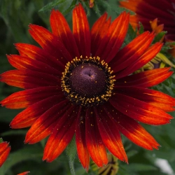 Rudbekia owłosiona 'SmileyZ™ Happy' kwiat