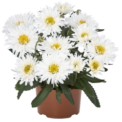 Złocień ogrodowy ‘Sweet Daisy™ Rebecca’ –w doniczce