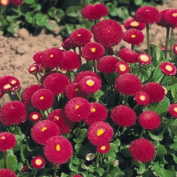 Stokrotka Bellis Tasso Deep Rose – pełne, różowe kwiaty