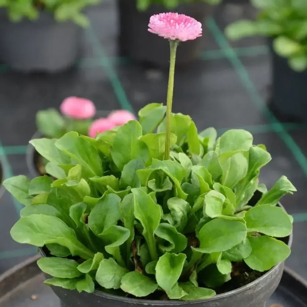 Stokrotka ‘Tasso Pink’ - Sadzonka w doniczce