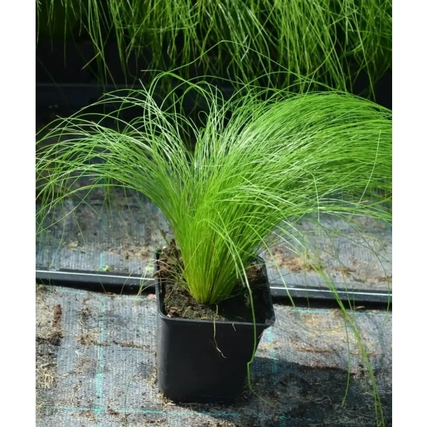 Ostnica cieniutka ‘Pony Tails’ - sadzonka