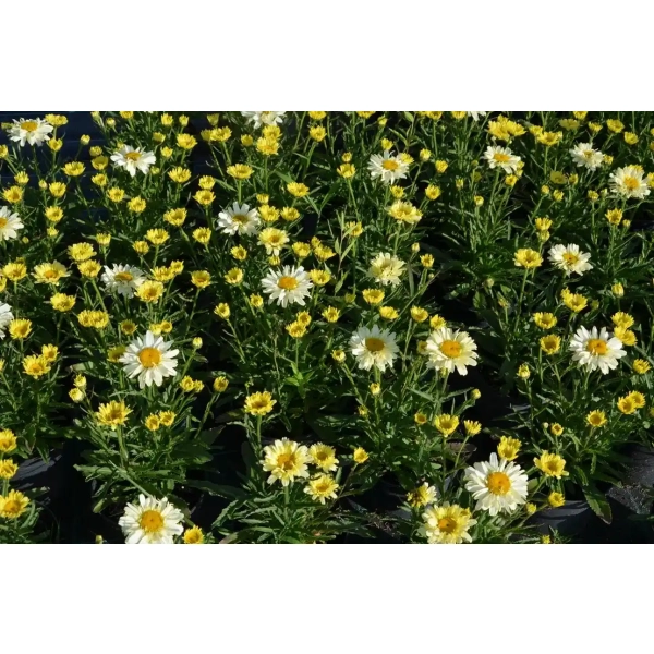 Złocień wielki Sweet Daisy™ Izabel – sadzonka