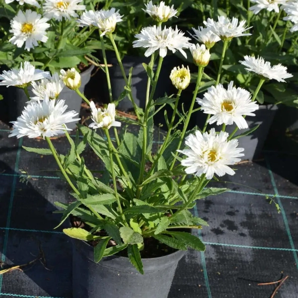 Złocień ogrodowy ‘Sweet Daisy™ Rebecca’ – białe kwiaty