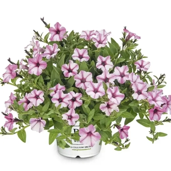 Supertunia MINI VISTA 'Pink Star' – biało-różowe kwiaty w gwiazdki
