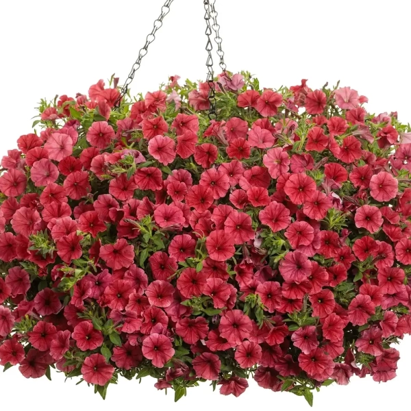 Supertunia® MINI VISTA 'Coral' – koraloworóżowe kwiaty