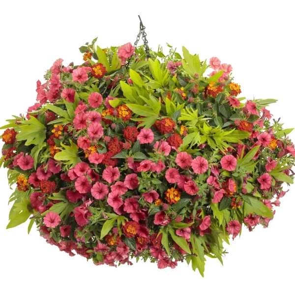 Supertunia® MINI VISTA 'Coral' kompozycja