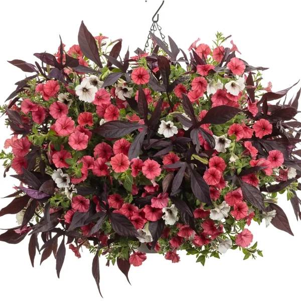 Supertunia® MINI VISTA 'Coral' kompozycja kwiatowa