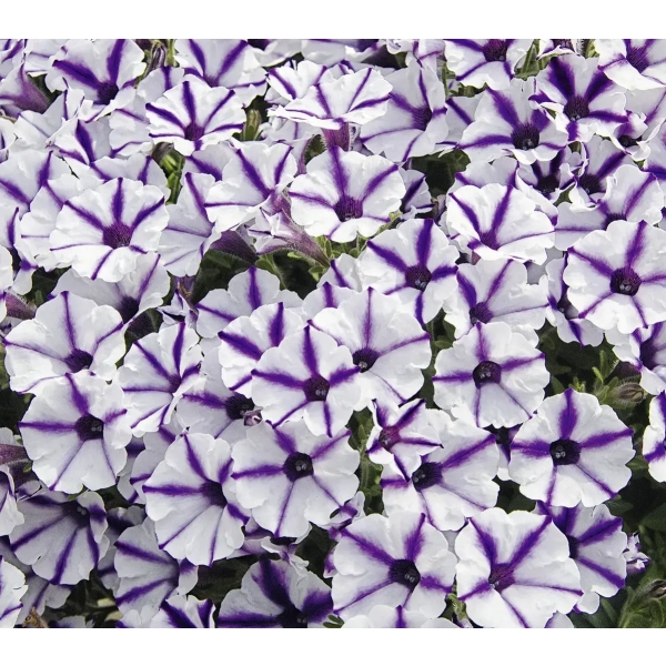 Supertunia® MINI VISTA® 'Violet Star' – kwitnienie