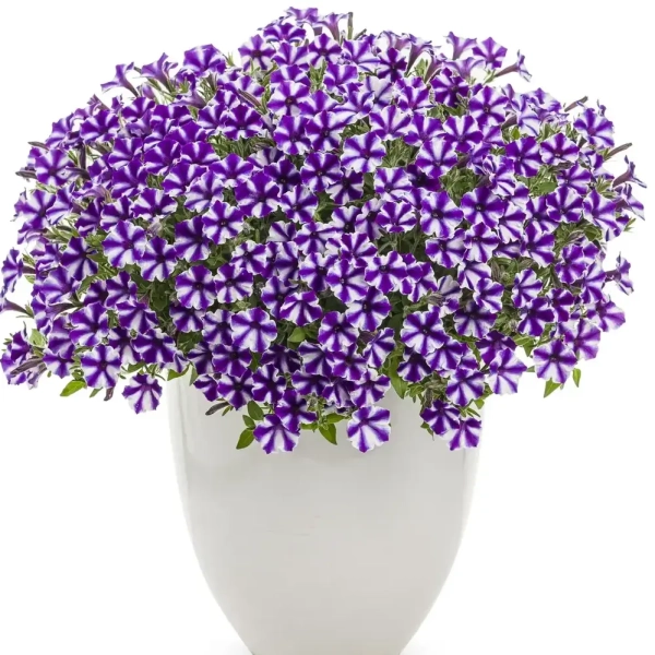 Supertunia® MINI VISTA® 'Violet Star' – fioletowo-białe kwiaty w gwiazdki