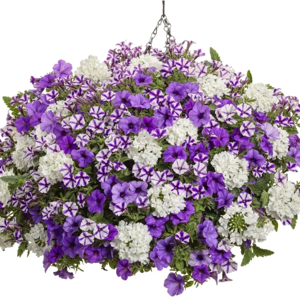 Supertunia® MINI VISTA® 'Violet Star' – w kompozycji
